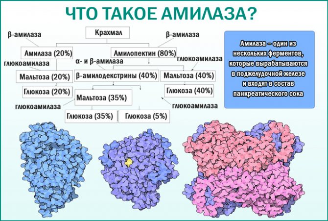 Альфа-амилаза (диастаза)