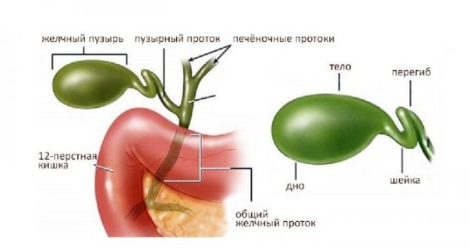 Анатомия