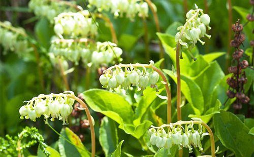 Боровая матка: лечебные свойства и противопоказания в гинекологии (ортилия однобокая)