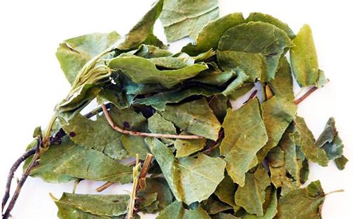 Боровая матка: лечебные свойства и противопоказания в гинекологии (ортилия однобокая)