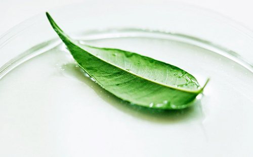 Боровая матка: лечебные свойства и противопоказания в гинекологии (ортилия однобокая)