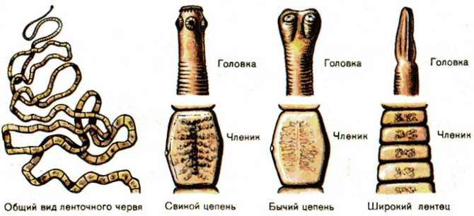 Как быстро вывести глисты у человека в домашних условиях