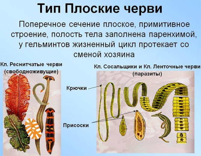 Как быстро вывести глисты у человека в домашних условиях