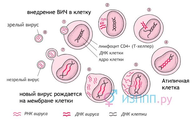 развитие ВИЧ