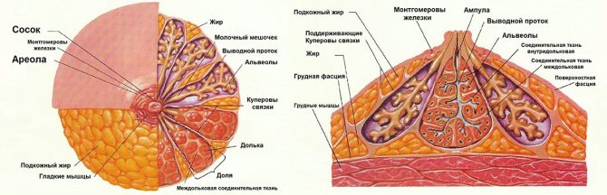 строение молочных желез