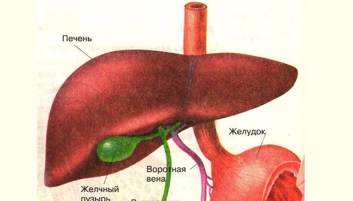 Строение пищеварительной системы человека