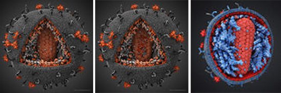 вич в разрезе