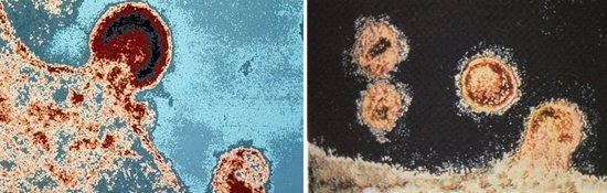 вирион вич фото