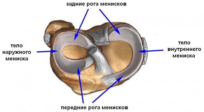 ВНУТРЕННИЙ Мениск коленного сустава-3