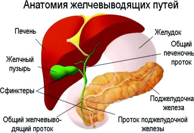 Желчь в желудке - причины, лечение после удаления желчного пузыря