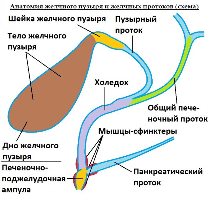 Желчные протоки